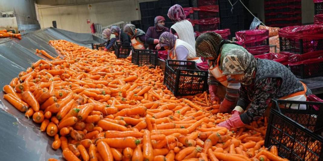 Ankara’da yoğun mesaili hasat vakti! Dönüm başına 10 ton verim bekleniyor: ‘Kalitesi, albenisi, tadı çok farklı’ 3
